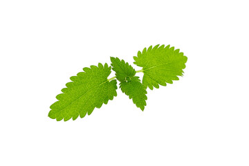 Fresh melissa leaves isolated on white background. Green melissa herb