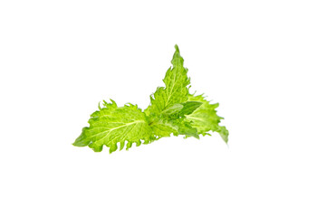 Curly mint leaves isolated on white background. Fresh green mint