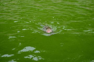A monkey is swimming in the reservoir.