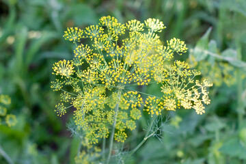Flower of green dill fennel . Green background with flowers of dill