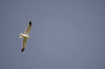 Atlantic gull Larus michahellis atlantis in flight. San Lorenzo. Las Palmas de Gran Canaria. Gran Canaria. Canary Islands. Spain.