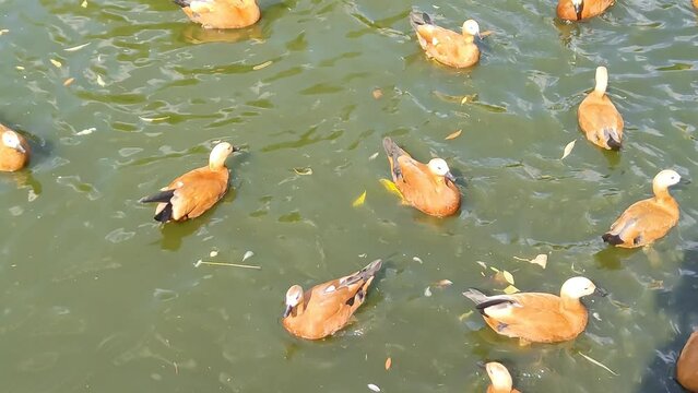A lot of ducks Ogar swims on pond. Red ducks on muddy water of lake. Orange-brown waterfowl. Ruddy Shelduck. Top view