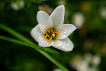 Close up photo of white Zephyranthes grandiflora flower and water drops