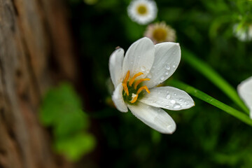 Close up photo of white Zephyranthes grandiflora flower and water drops