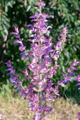 Clary sage plant in garden in summer.Beautiful floral background