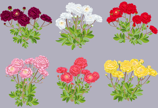 Peony vector illustration with stem and leaf brushes and flower symbols (draw your own plants)