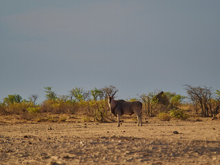 Naklejka na ściany i meble single Eland Antelope,Taurotragus oryx