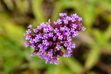 Close up photo of Verbena Flower and blurred background.