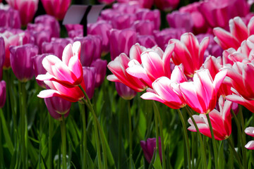 Obraz premium field of pink tulips