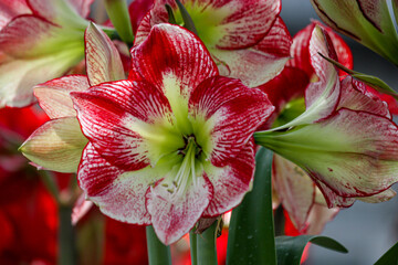 amaryllis blooms
