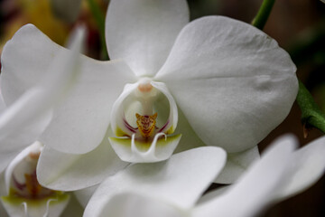 Plakat white orchid flower