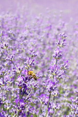 close-up of a bee in a lavender field. blurred background. vertical crop, space for text