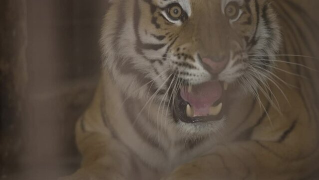 Tiger caught in a cage roaring in Jim Corbett national park India. High-quality Apple Prores 60 FPS 4k footage.