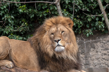 Close Up Male Lion At Amsterdam The Netherlands 30-3-2022