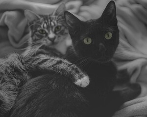 black and white cat