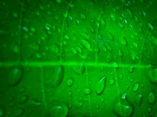 green mango leaf background raindrops falling