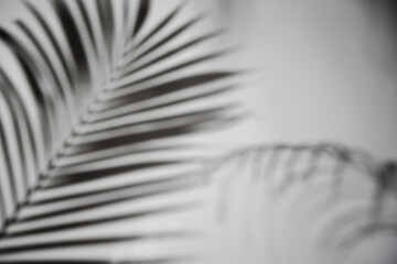 Blur abstract background of leaf shadow on white wall background, concepts summer