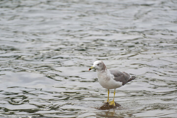 Black-tailed gull on tidal flats