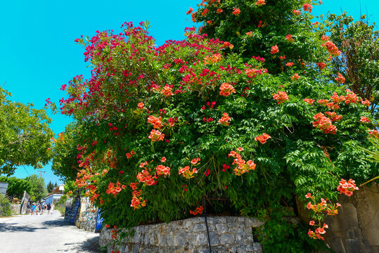 Große Klettertrompete und Oleanderbusch in Kreta 