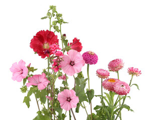 Many various garden flowers Rose mallow, Strawflower, Hollyhock, Dahlia isolated on white...