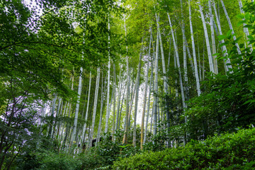 夏の竹林