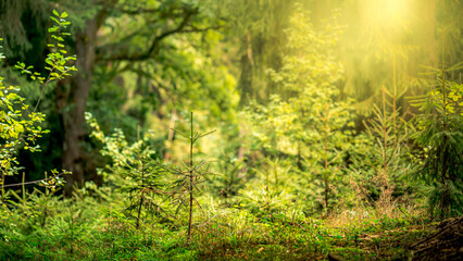 Silent forest in late summer with beautiful bright sunbeams. Autumn forest at sunset in Bavaria Germany.