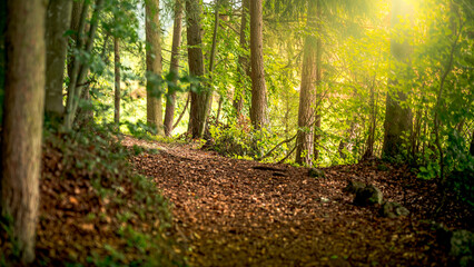 Silent forest in late summer with beautiful bright sunbeams. Autumn forest at sunset in Bavaria Germany.