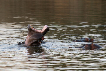 The common hippopotamus (Hippopotamus amphibius), or hippo, is a large, mostly herbivorous mammal in sub-Saharan Africa