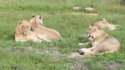 Beautiful Lion Caesar in the golden grass of Masai Mara, Kenya Panthera Leo.
