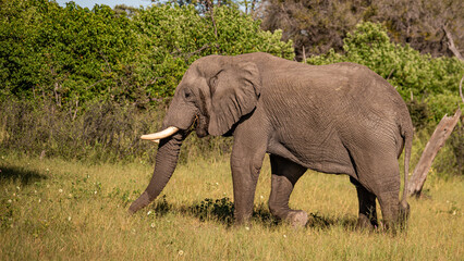 Naklejka na ściany i meble large African elephant walking through the African bush
