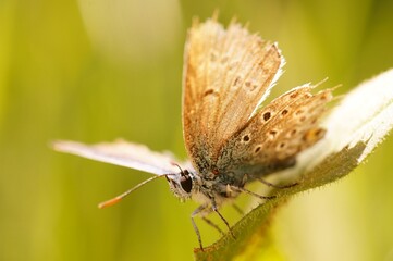 A close-up photo of a butterfly. Insects in the field.