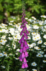 Purple foxglove - plant flower © SERHII BLIK