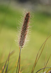Peristostuple bristly plant