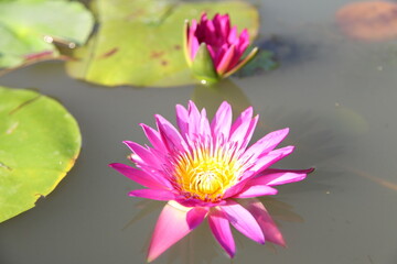 purple water lily