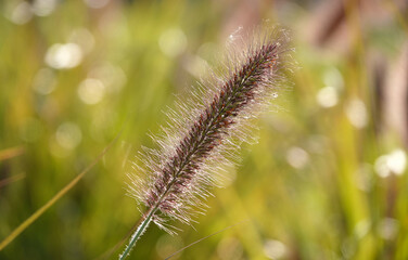 Peristostuple bristly plant