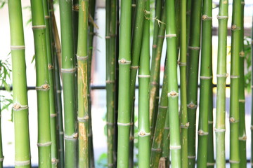 Naklejka premium Green bamboo forest