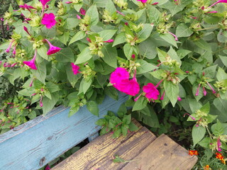 Flowers and plants grow in the front garden near the house in the city