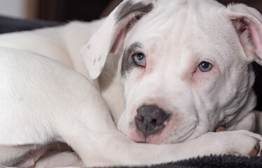 Puppy in the bull type. A small white dog with a spot on the eye curled up against a dark background. Sleepy puppy.