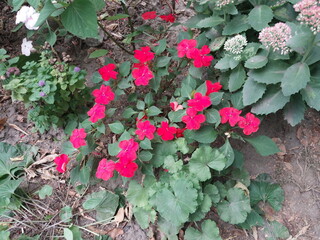 Flowers and plants grow in the front garden near the house in the city