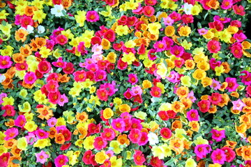 Colorful of Portulaca oleracea as background
