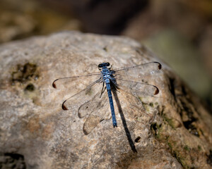 insect, nature, macro, 