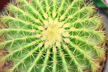 Golden ball cactus
