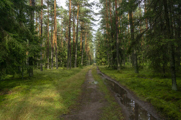 path in the forest, Polska, las, droga w lesie, ścieżka