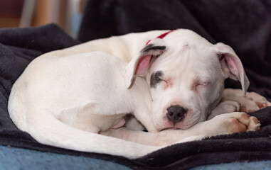 Puppy in the bull type. A small white dog with a spot on the eye curled up against a dark background. Sleepy puppy.