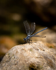 insect, nature, macro, 