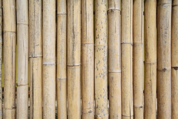 bamboo background