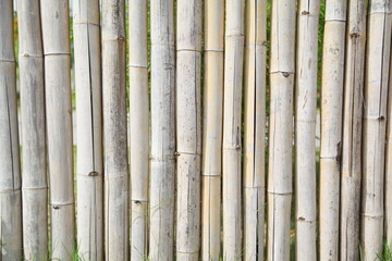 bamboo background