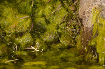 Perez's frog Pelophylax perezi. Chira. San Bartolome de Tirajana. Gran Canaria. Canary Islands. Spain.