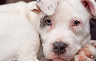 Puppy in the bull type. A small white dog with a spot on the eye curled up against a dark...