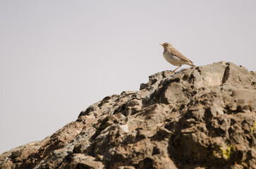 Berthelot's pipit Anthus berthelotii. San Bartolome de Tirajana. Gran Canaria. Canary Islands. Spain.
